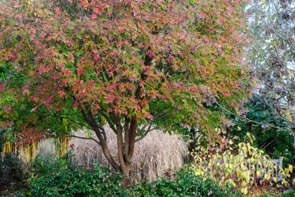 Acer griseum x nikoense 