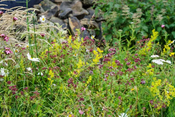 Flower bed planted for wildlife. Jason Ingram