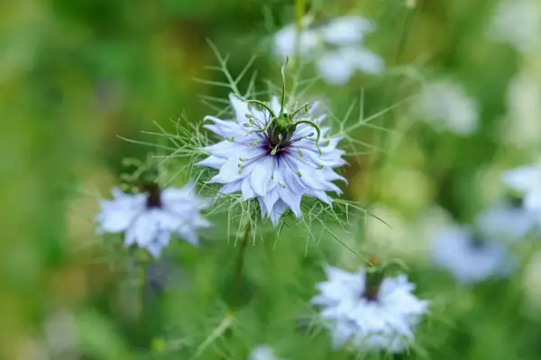 Love-in-a-mist. Jason Ingram