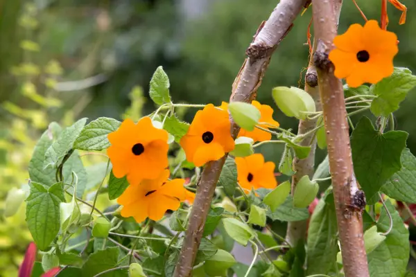 Thunbergia alata climbing up hazel wigwam. Sarah Cuttle