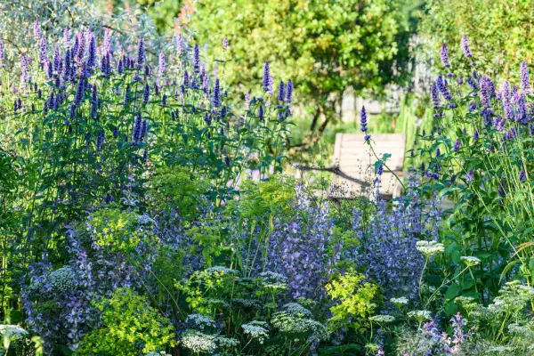 Using cooler colours to make a garden look bigger. Jason Ingram