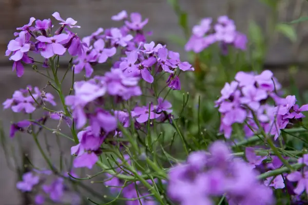 Sweet rocket. Sarah Cuttle