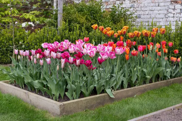 Tulips in raised bed. Sarah Cuttle