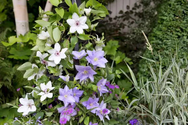 Compact varieties of clematis. Sarah Cuttle