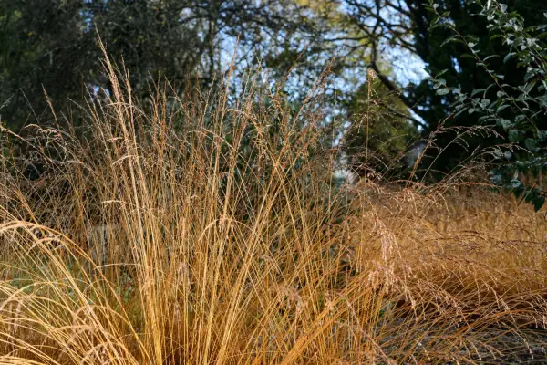 Planting with grasses. Thanks to Sir Harold Hillier Garden and Wolfgang Bopp