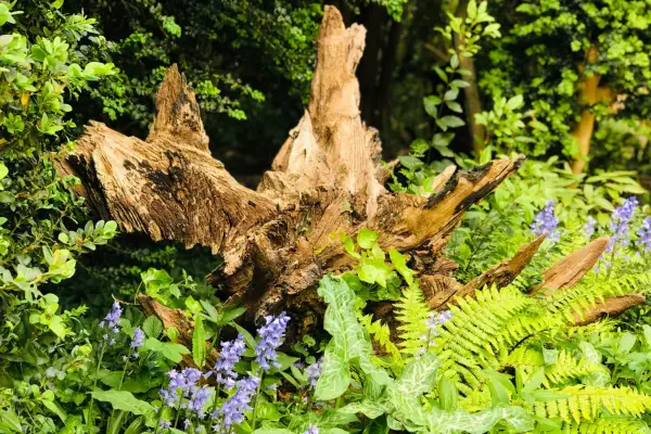 Stumpery. Getty Images