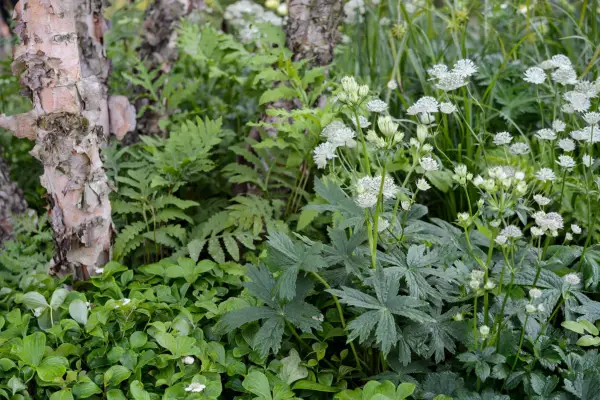 Shady flower bed. Jason Ingram