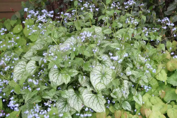 Brunnera 