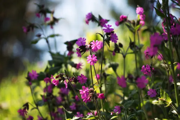 Red campion flowers. Getty Images