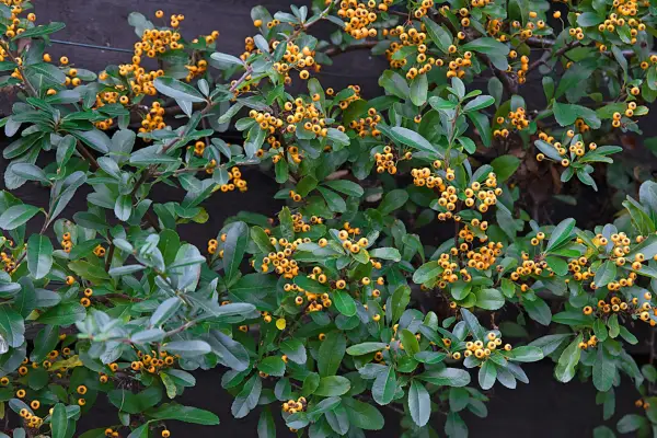 Pyracantha against a wall. Sarah Cuttle