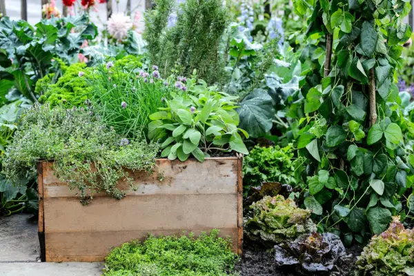 Raised herb bed. Jason Ingram