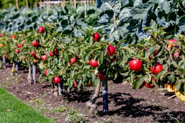 Step-over apples as path edging. Paul Debois