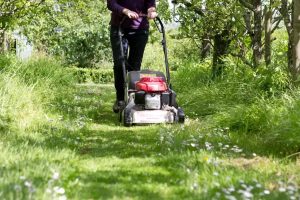 Mowing the lawn less often gives flowering plants a chance to thrive