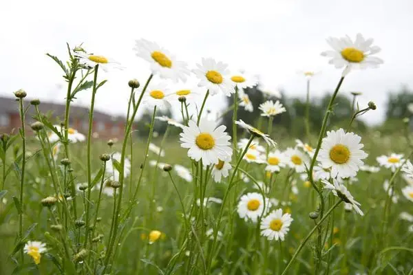 Long grass with ox-eye daisies
