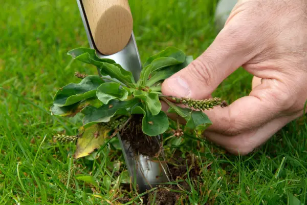 Weeding by hand reduces the need for synthetic weedkillers