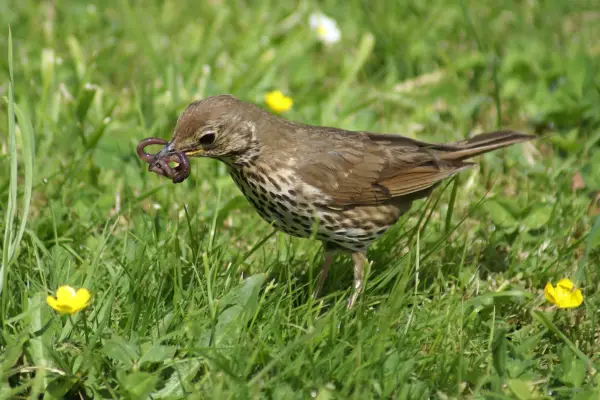Song thrush eating worm from a lawn. Getty Images.