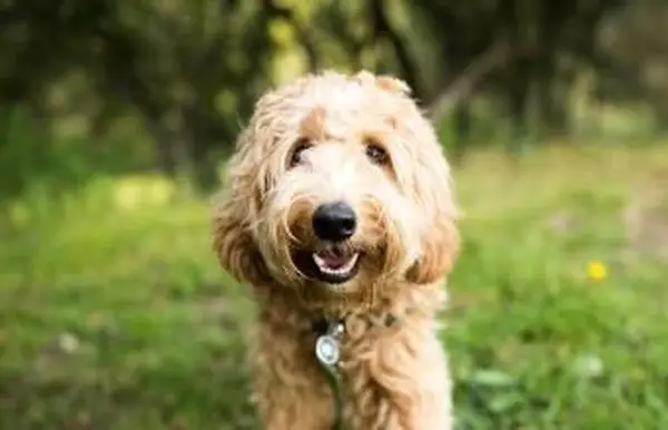 Regalos de condolencia para alguien cuyo perro ha muerto