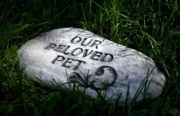 Custos de cremação de cães e perguntas comuns