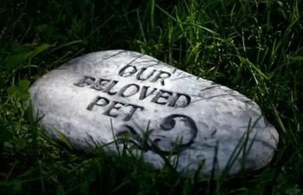 Bibelstellen für den Tod eines Haustieres