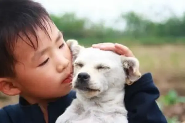 あなたの犬の死に備えるための7つの思慮深い方法