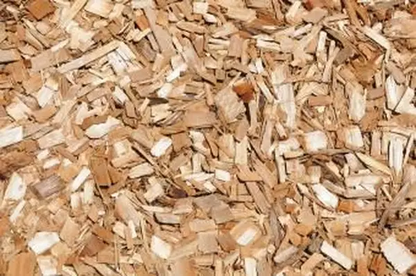 サイプレスマルチ