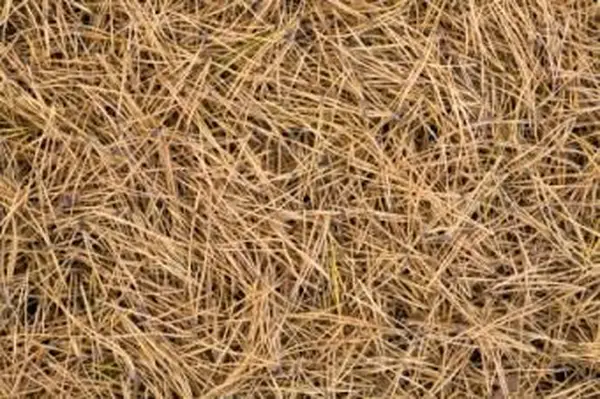 소나무 바늘은 좋은 뿌리 덮개를 만듭니다