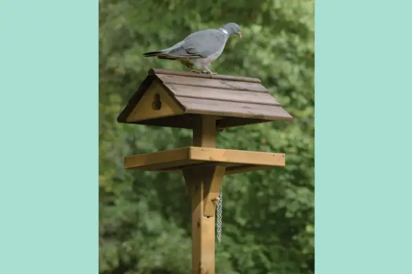 De beste fuglebordene for 2024