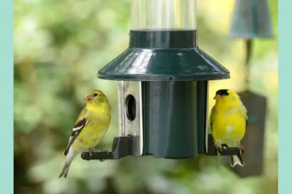 Roamwild Pest Off Squirrel Proof Bird Feeder – Verdantvows