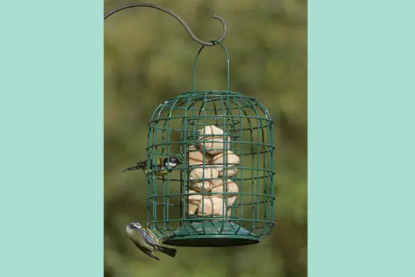 RSPB Suet Feeder and Guardian – Verdantvows