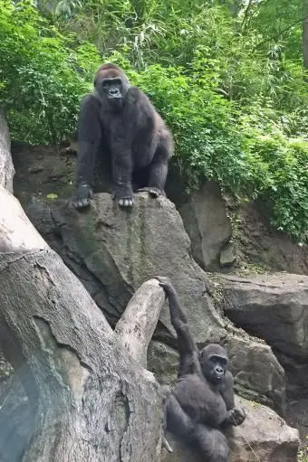Dve gorily v zoologickej záhrade v Bronxe
