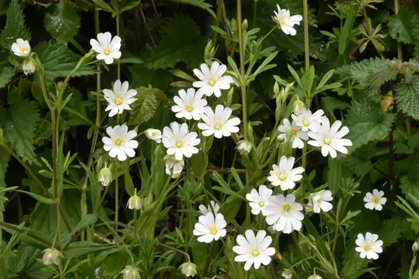 Common mouse-ear (Cerastium fontanum). Getty Images