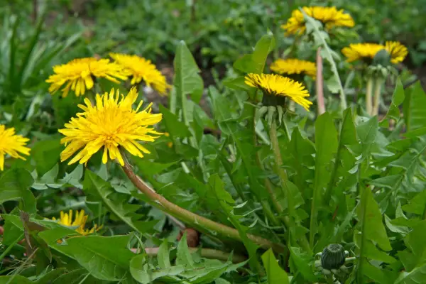 Dandelion flowers