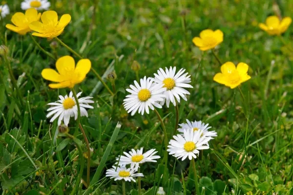 Daisies and buttercups. Tim Sandall