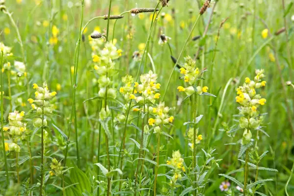 Yellow rattle