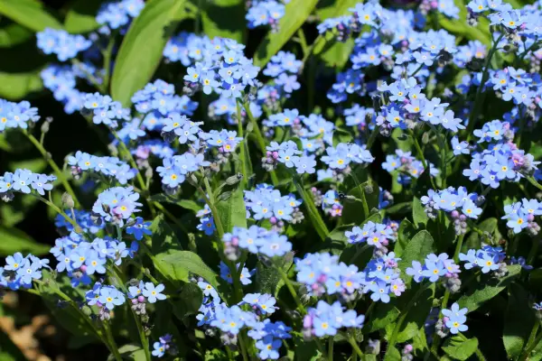 Field forget-me-not (Myosotis arvensis). Getty Images