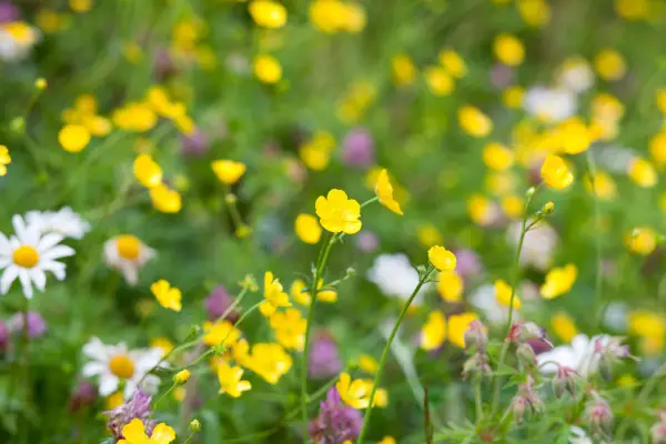 Meadow buttercup. Ranunculus acris.
