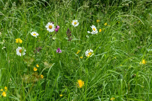 Ingen klipp mai 2024