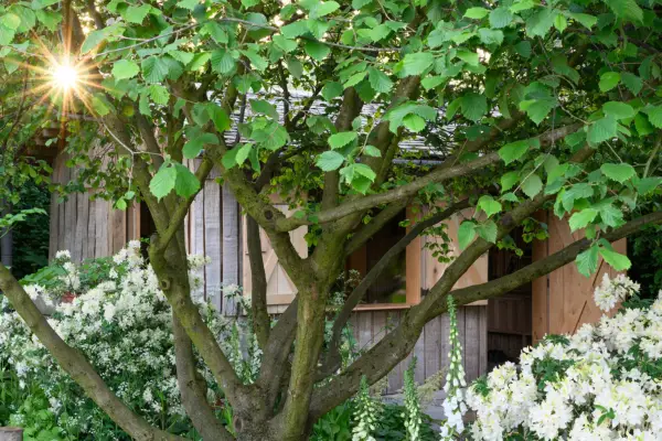 The National Garden Scheme Garden by Tom Stuart-Smith