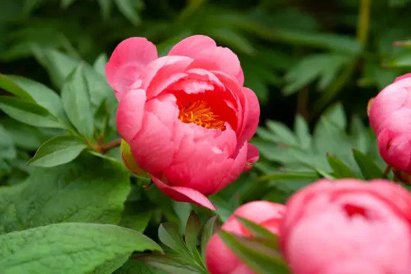 Cottage gardens remind Adjoa of her childhood