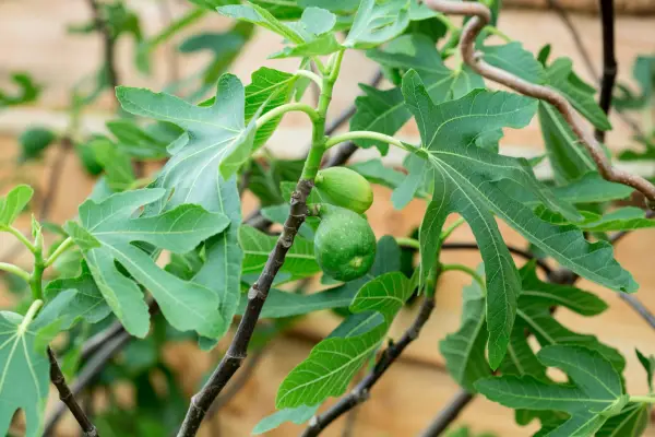 Adjoa has a fig tree in her city garden