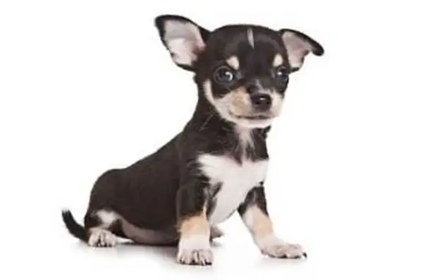 Adopta un cachorro virtual