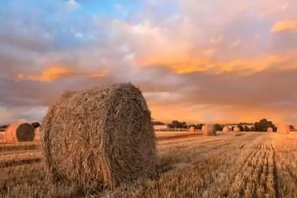 Organické ceny sena