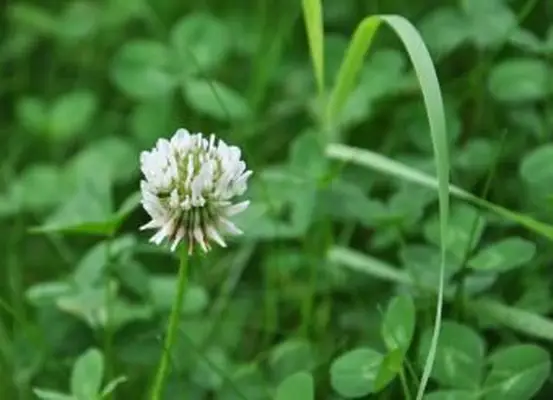 芝生のクローバーを有機的に取り除くにはどうすればよいですか？
