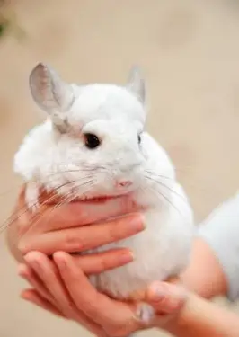 Tenere un cincillà nel modo corretto; © Anna Yakimova | Dreamstime.com