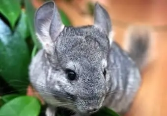 Wie man Chinchillas pflegt