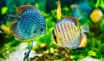 acquario con due pesci tropicali