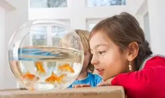 bambini che guardano il pesce rosso nella ciotola