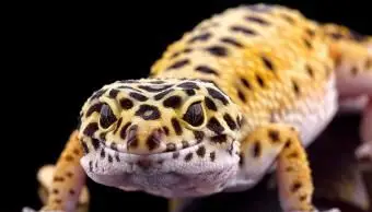 Gekončík leopardí