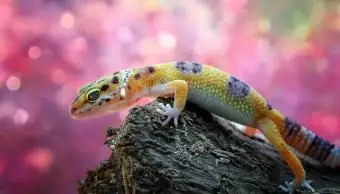 leopard gecko na skale