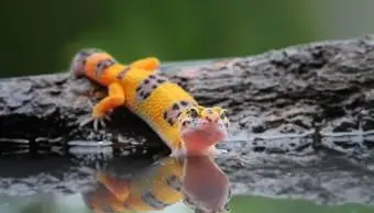 leopard gecko vodou